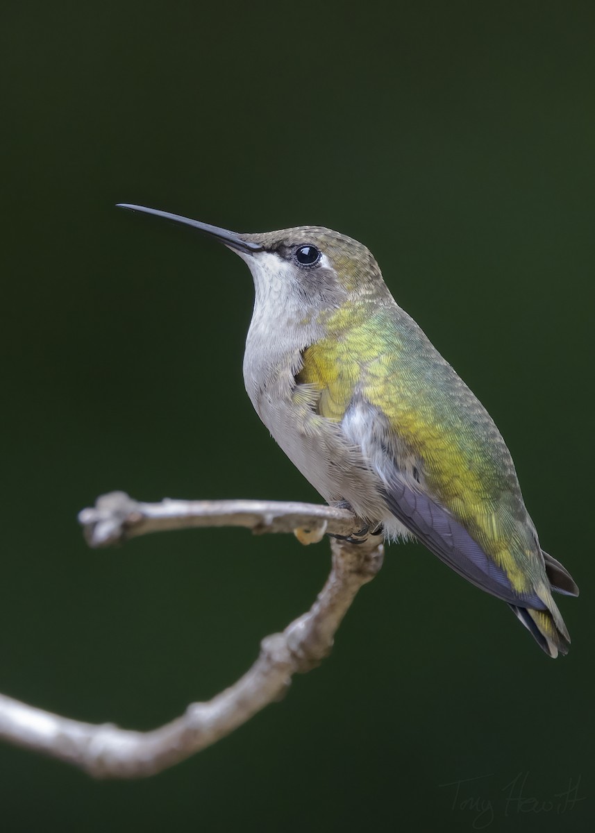Ruby-throated Hummingbird - ML489341101