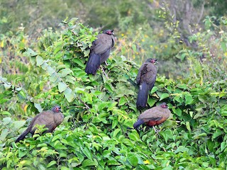  - Rufous-bellied Chachalaca