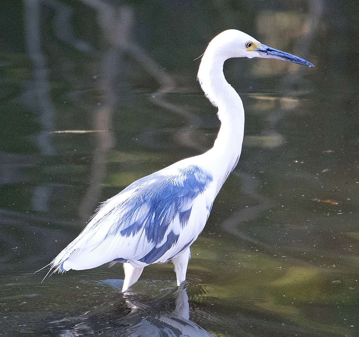 Little Blue Heron x Snowy Egret (hybrid) - ML489364941