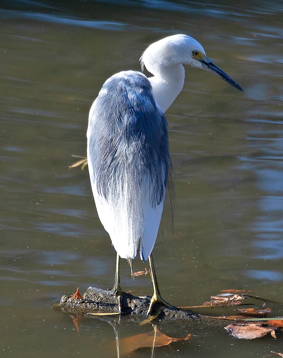 Little Blue Heron x Snowy Egret (hybrid) - ML489364951