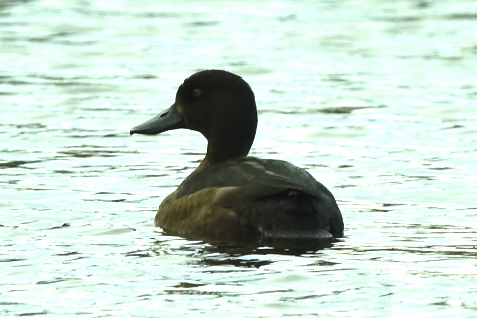 Greater Scaup - ML489369851