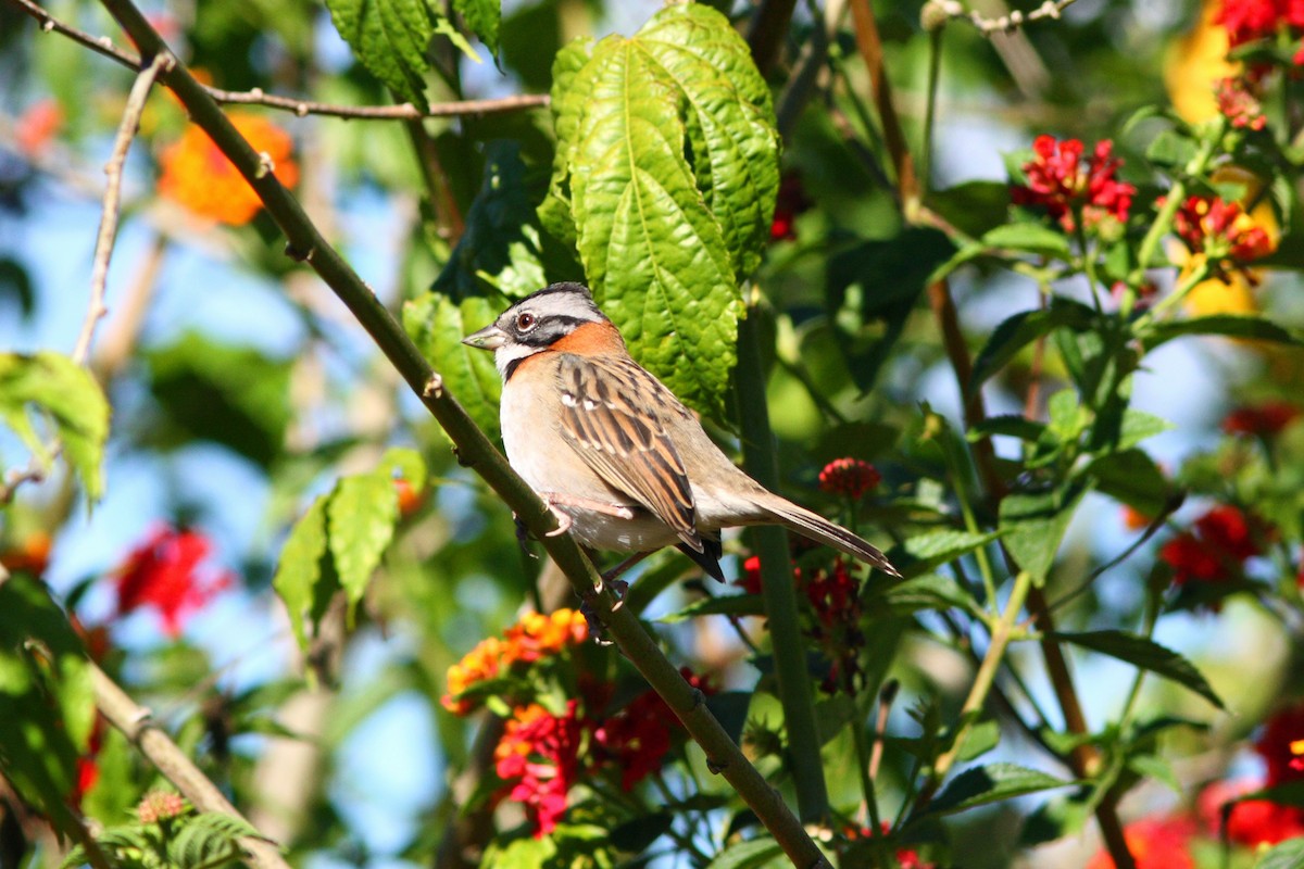 Rufous-collared Sparrow - ML48937791
