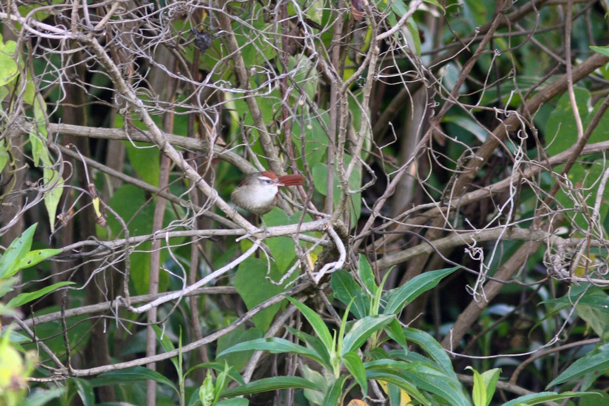 Line-cheeked Spinetail (Baron's) - David Disher