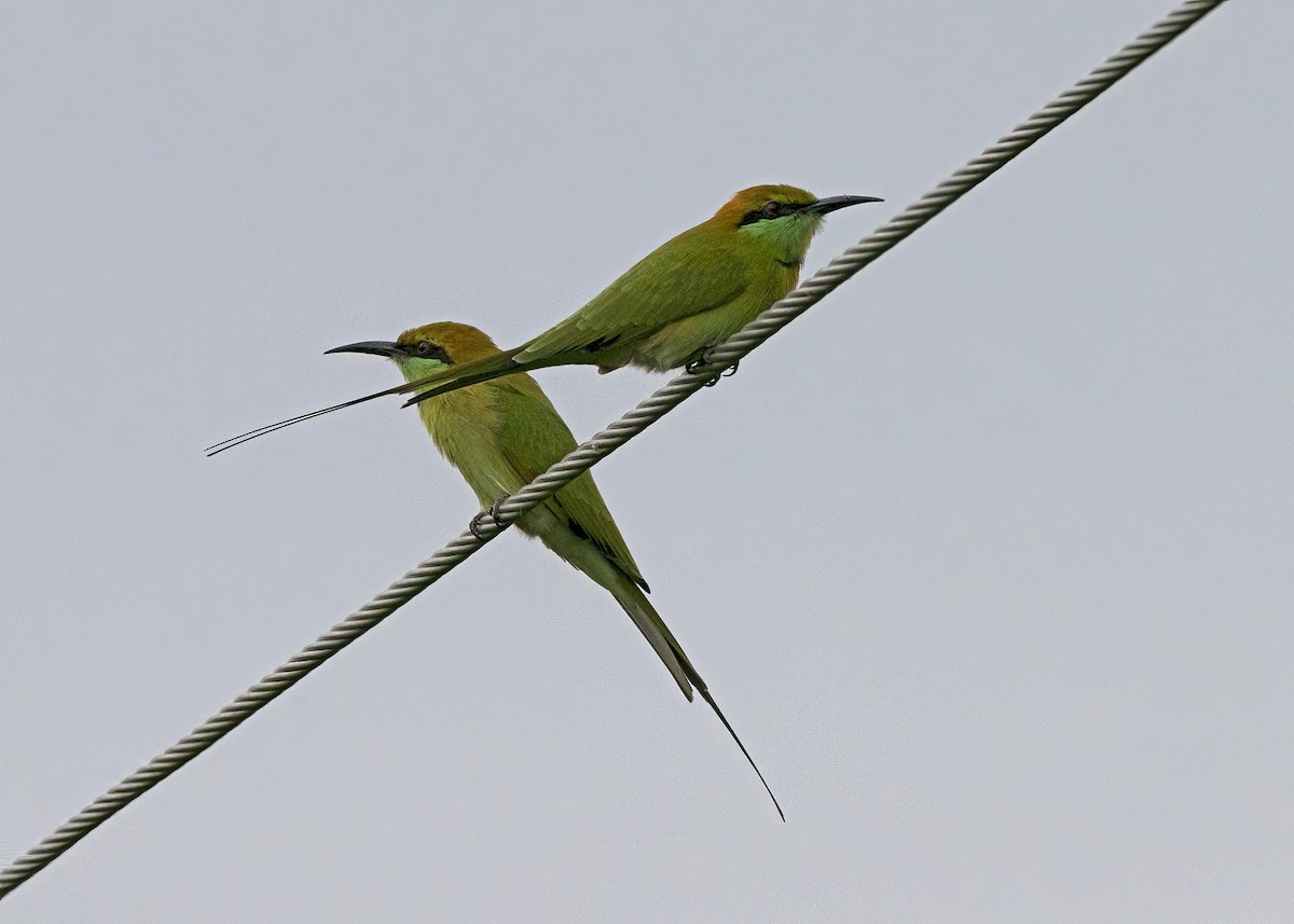 Asian Green Bee-eater - ML489380441