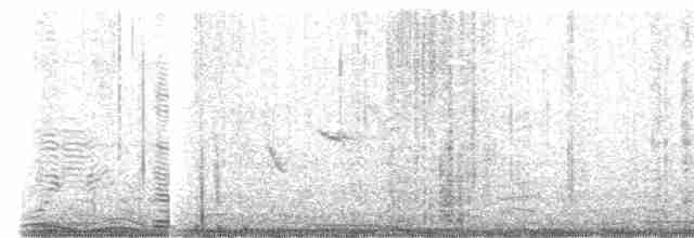 holub skalní (domácí) - ML489382901