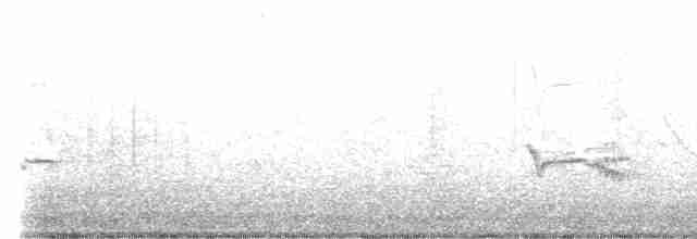 Magellandrossel - ML489383471