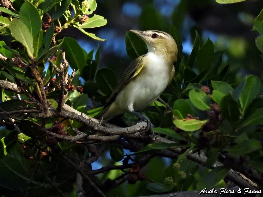 Red-eyed/Chivi Vireo - ML48938411