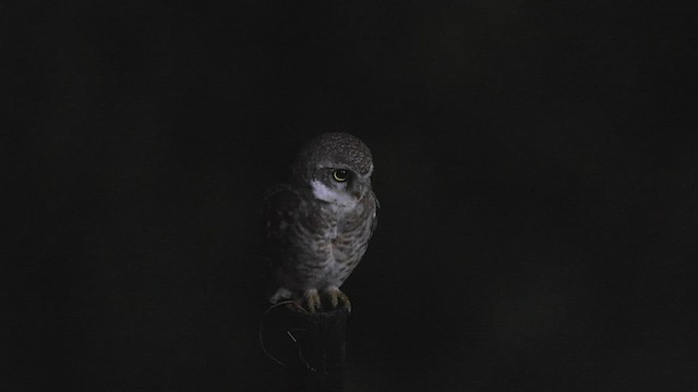  - Spotted Owlet