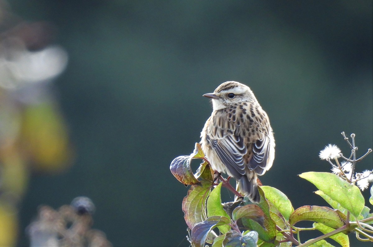 Whinchat - ML489389911