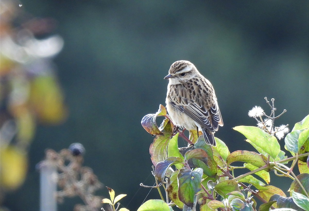Whinchat - ML489389921