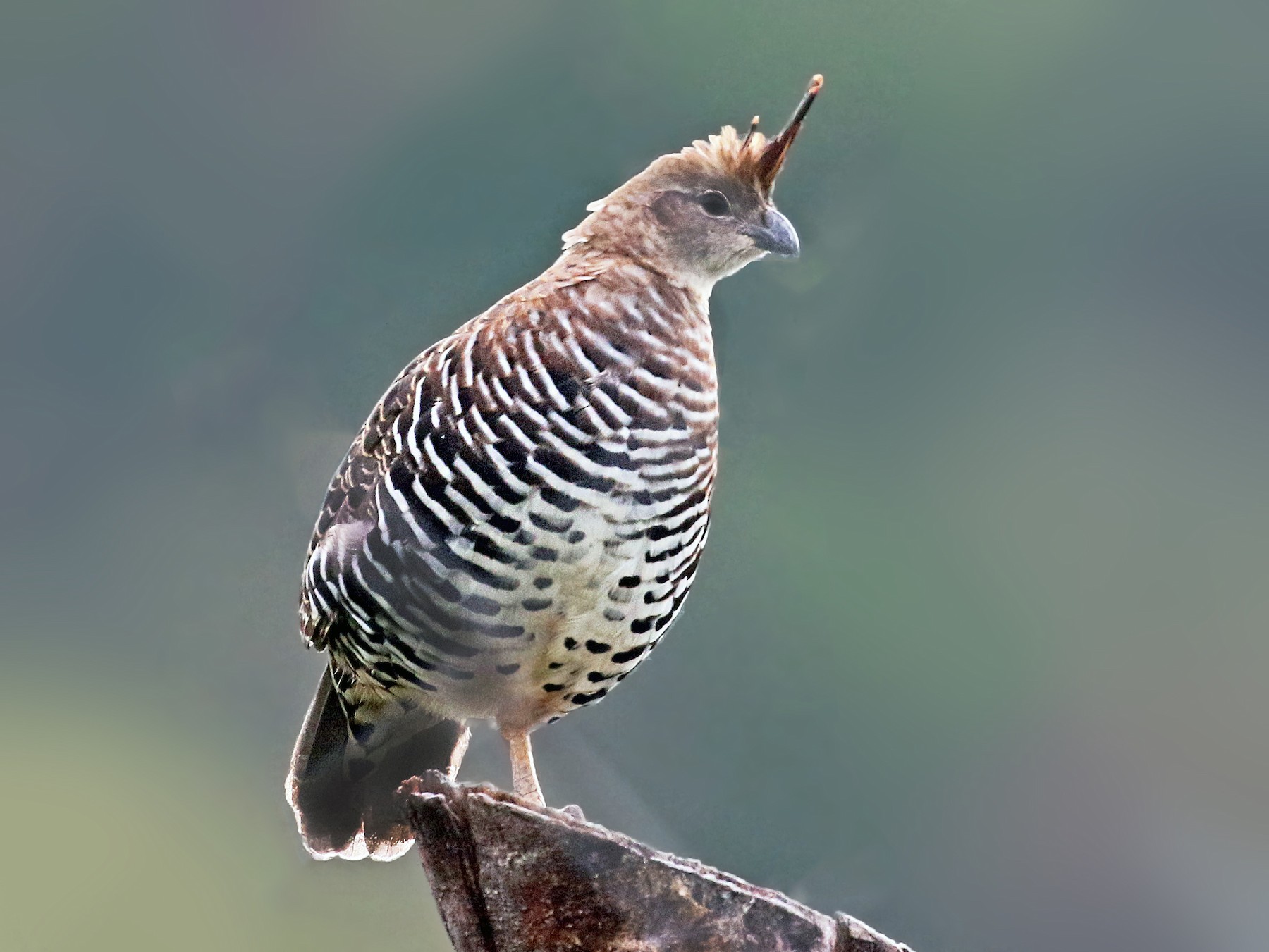 Banded Quail - Andrew Spencer