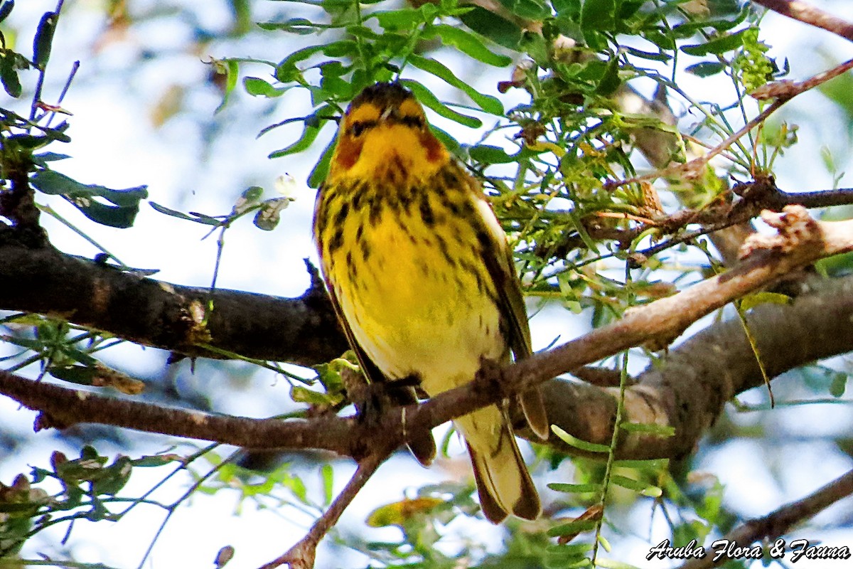 Cape May Warbler - ML48939011