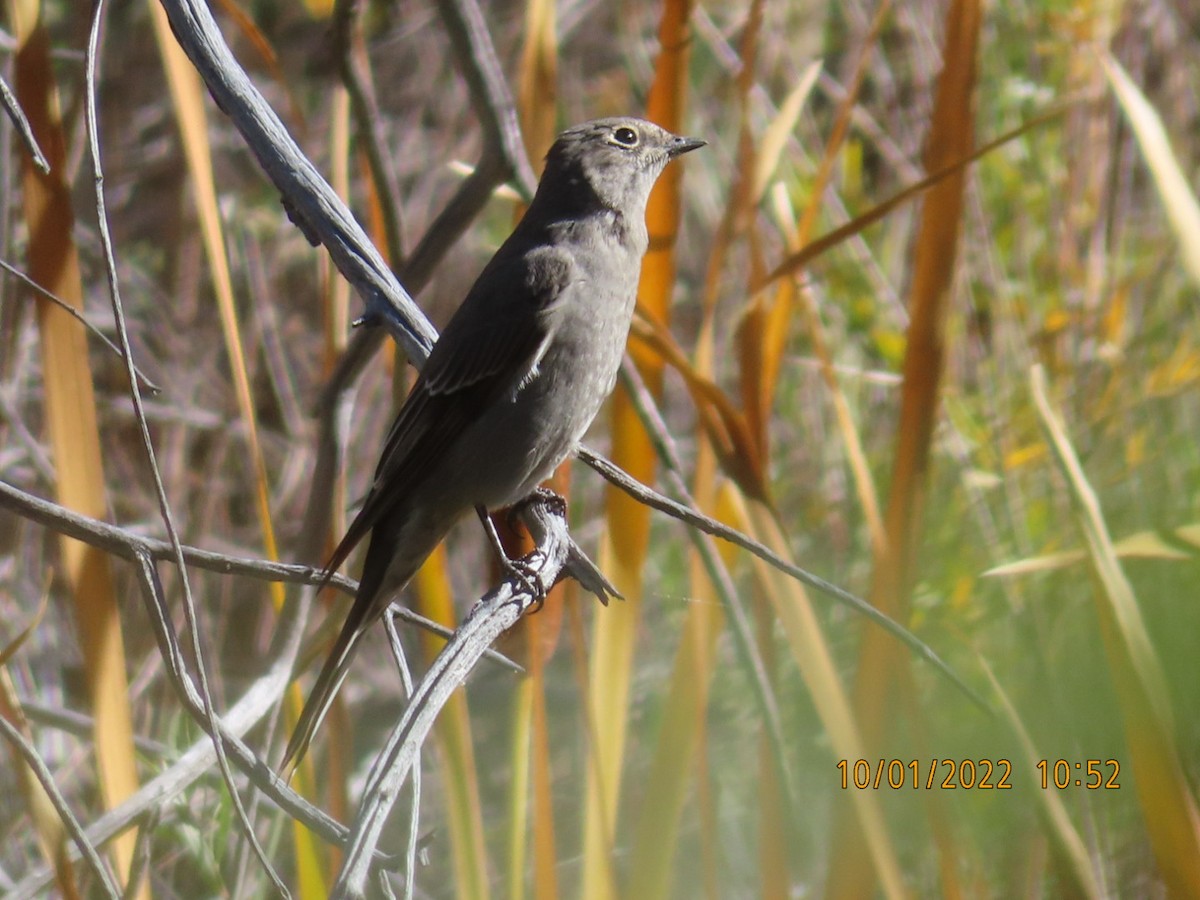 Townsend's Solitaire - ML489394121