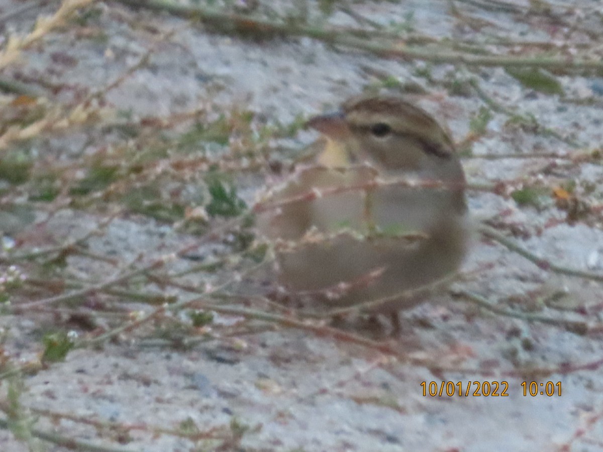 Chipping Sparrow - ML489394241