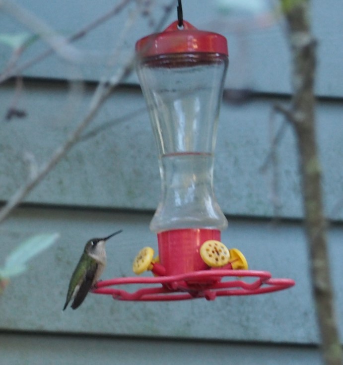 Ruby-throated Hummingbird - ML489399471