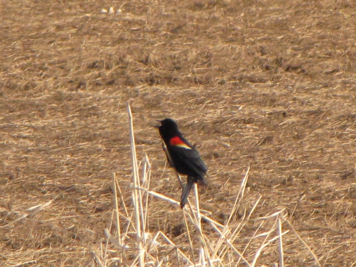 Red-winged Blackbird - ML48940291