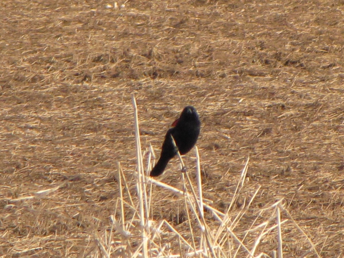 Red-winged Blackbird - ML48940311