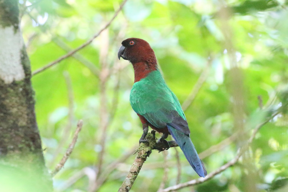 Red Shining-Parrot - ML489404431