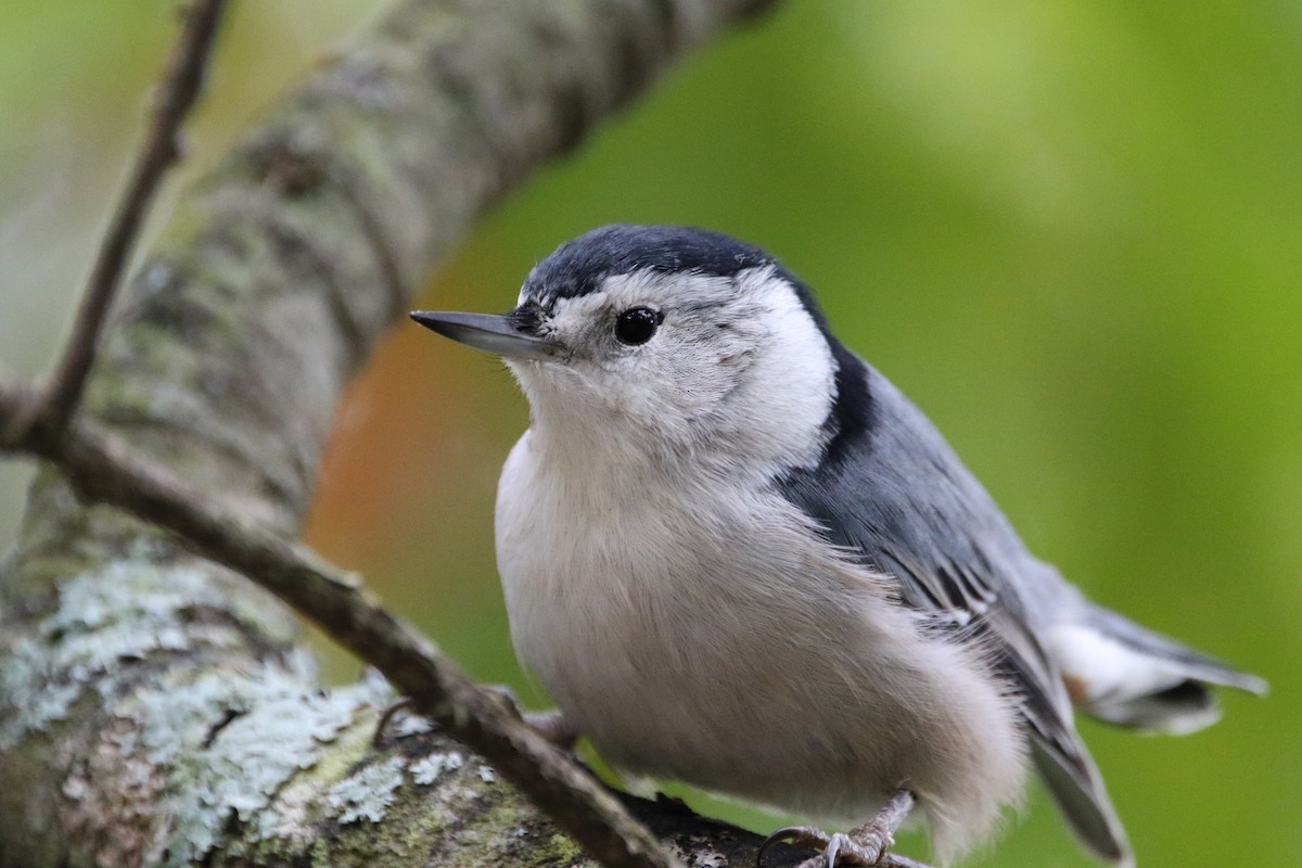 White-breasted Nuthatch - Mark Price