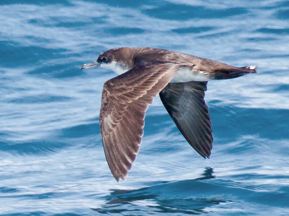 Galapagos Shearwater - Sue Wright