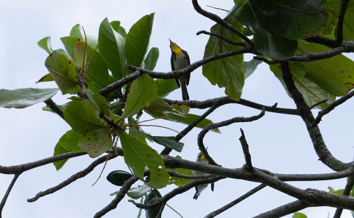 Yellow-throated Warbler - ML489415321
