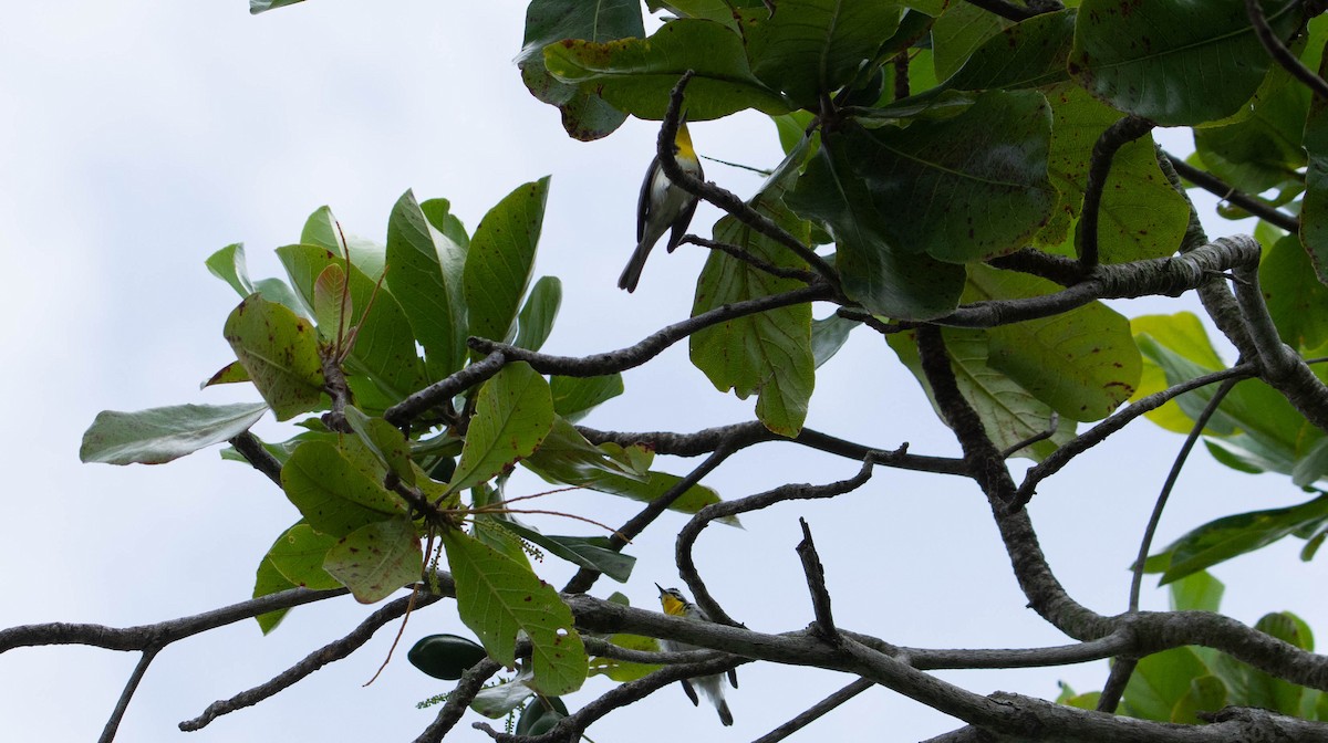 Yellow-throated Warbler - ML489415551
