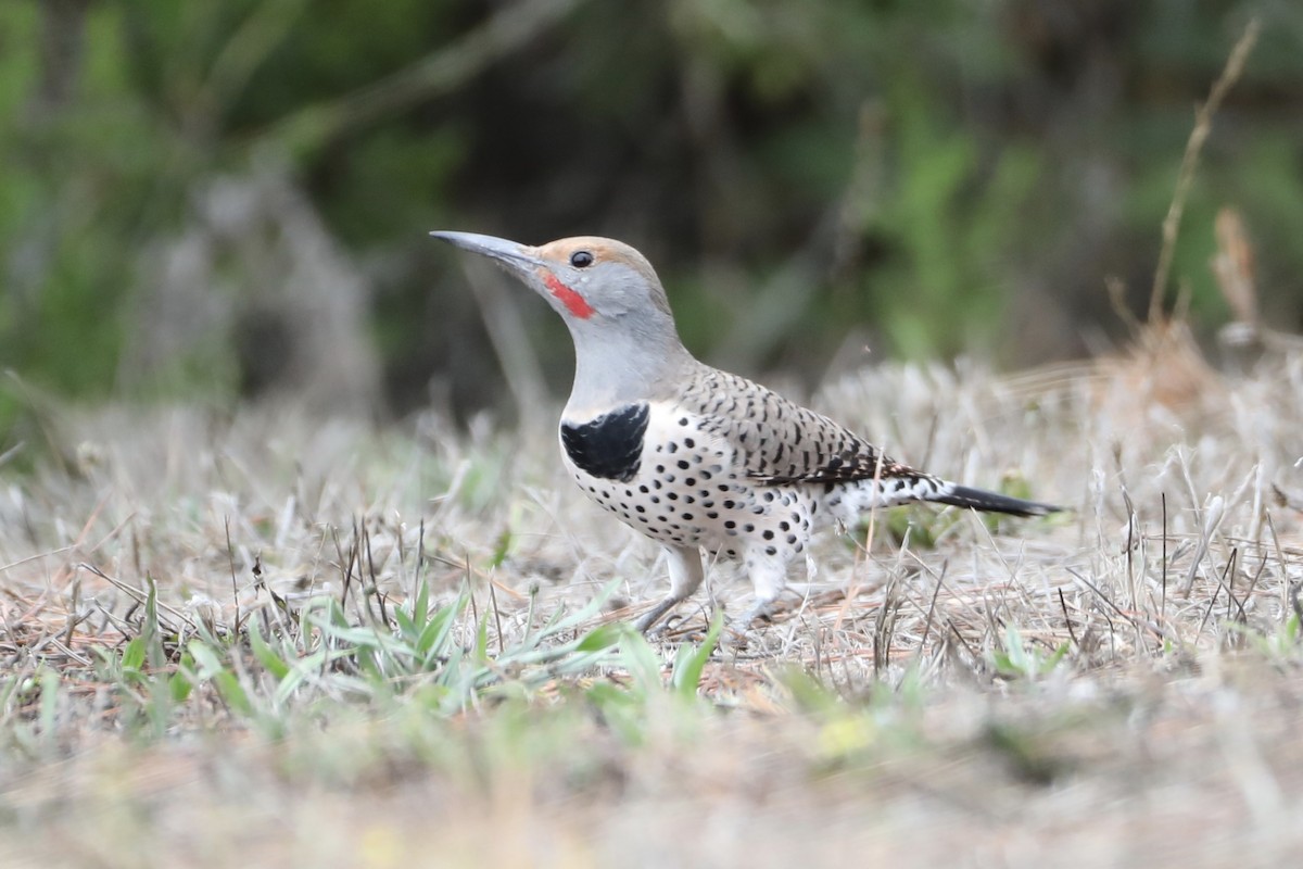 Northern Flicker (Red-shafted) - ML489417021