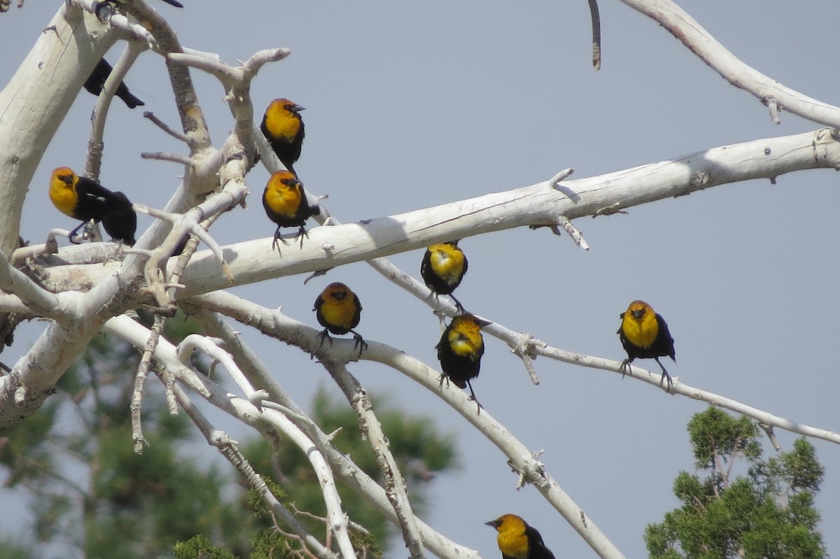 Yellow-headed Blackbird - ML489418131