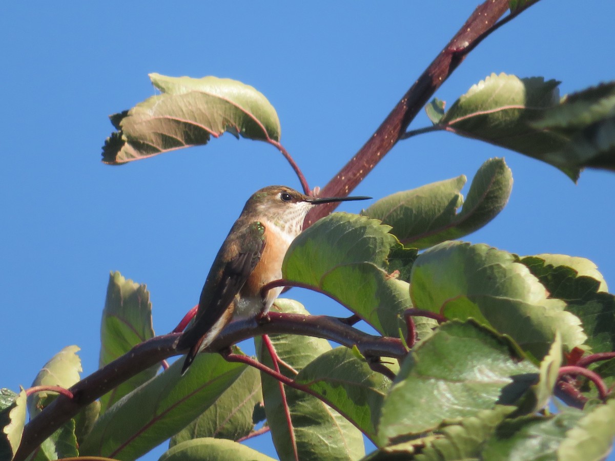 Rufous Hummingbird - ML489419041