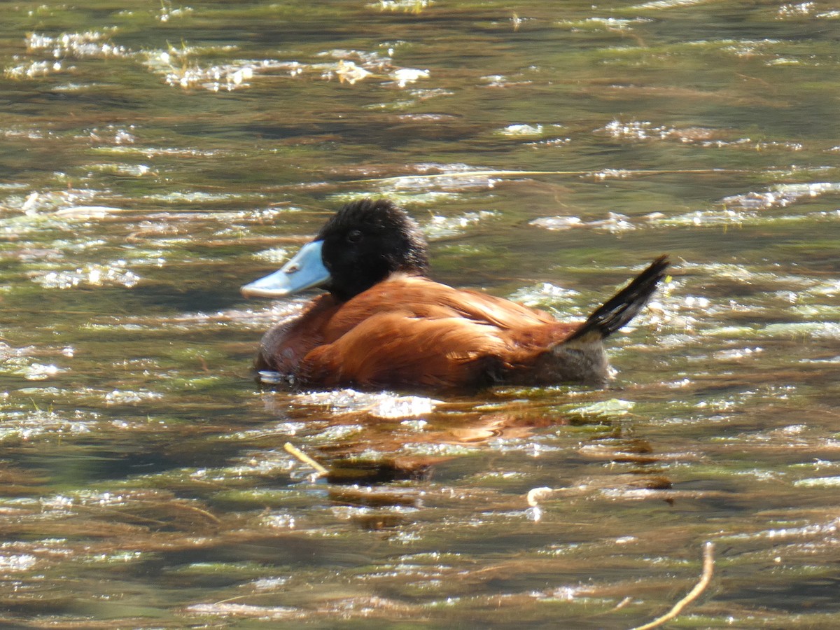 Andean Duck (ferruginea) - ML489423311