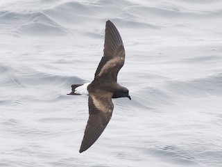  - Wedge-rumped Storm-Petrel