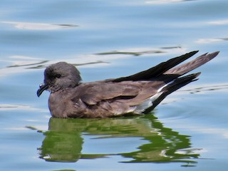 Golondrina de mar peruana - eBird