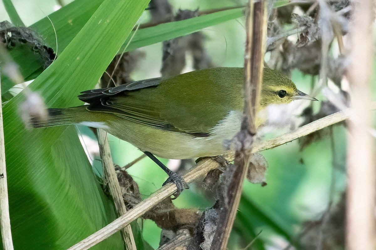 ebird-checklist-1-oct-2022-gilman-park-fullerton-40-species-1