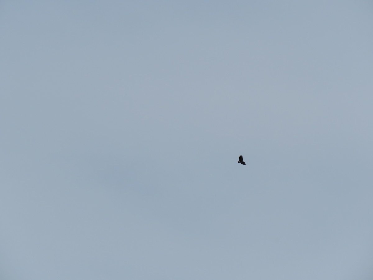 Black-chested Buzzard-Eagle - Simon Thornhill