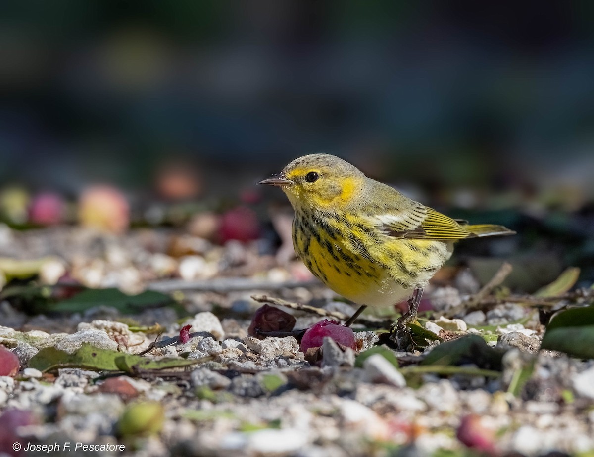 Cape May Warbler - ML489429701