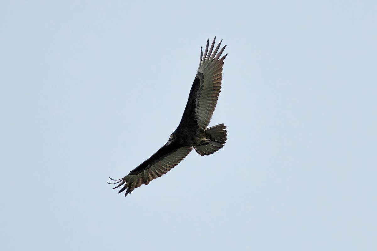 Black Vulture - ML489432651