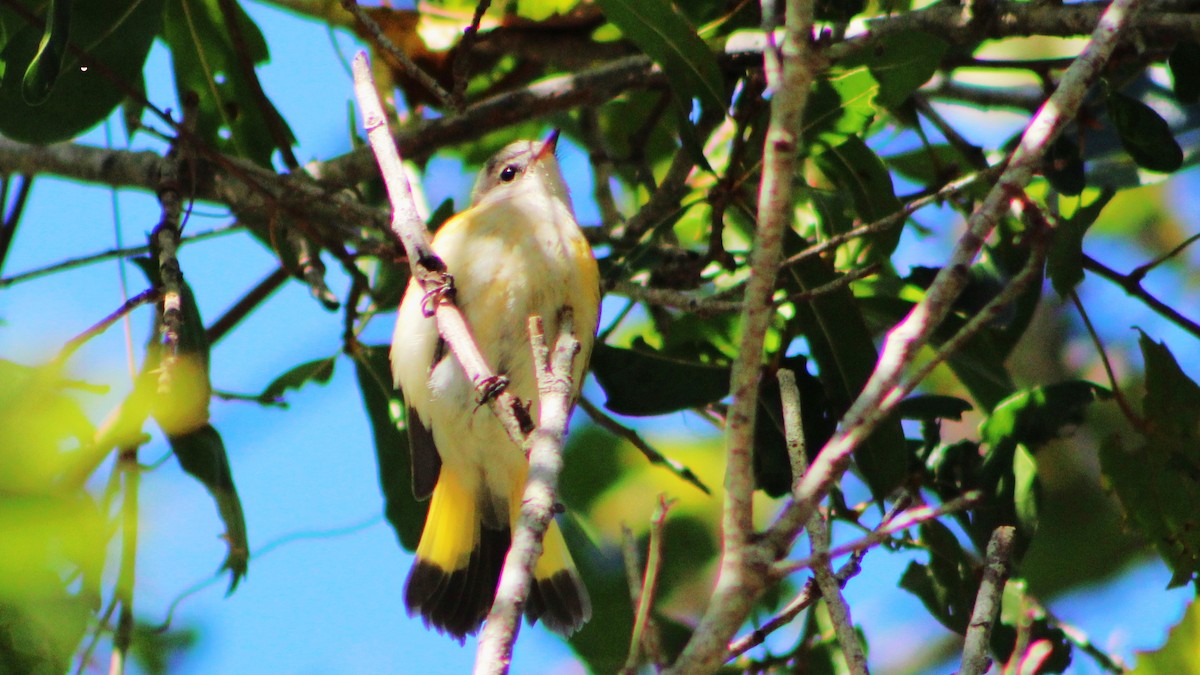 eBird Checklist 1 Oct 2022 Boca Ciega Millennium Park 18 species