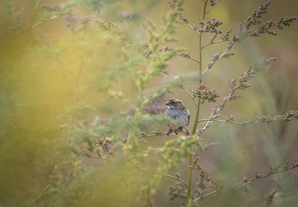 White-throated Sparrow - ML489434081