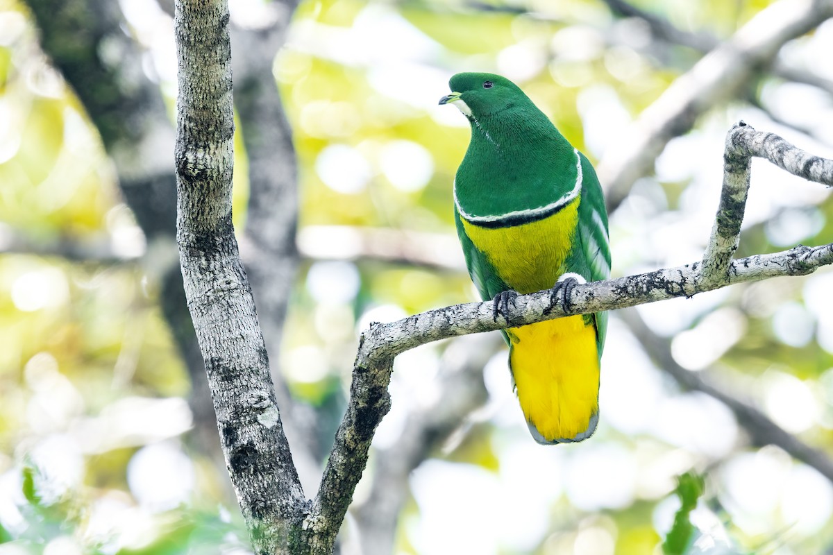 Cloven-feathered Dove - ML489435601