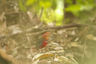  - Blue-banded Pitta