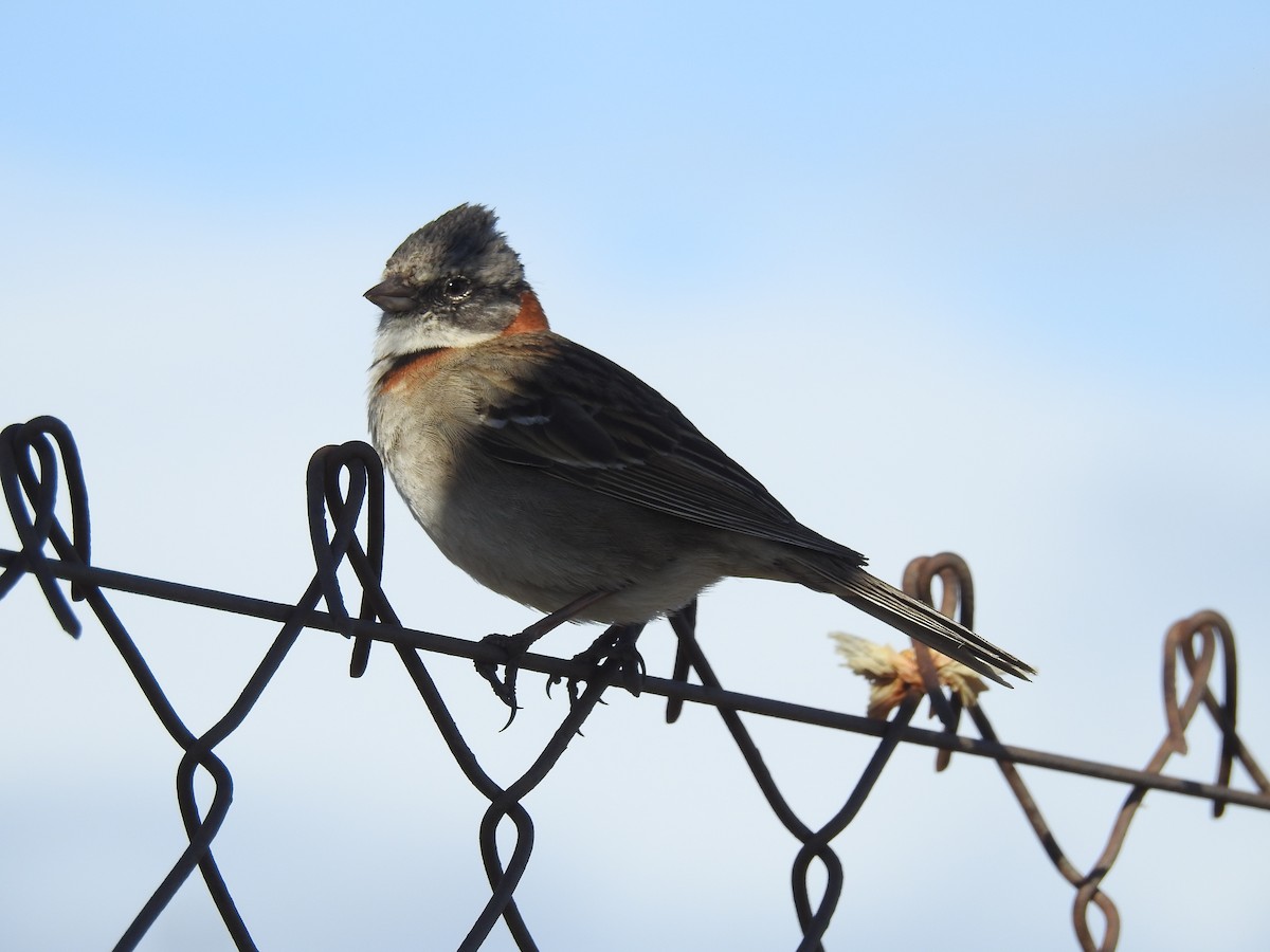 Rufous-collared Sparrow - ML489437391