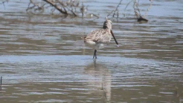 Asian Dowitcher - ML489438711