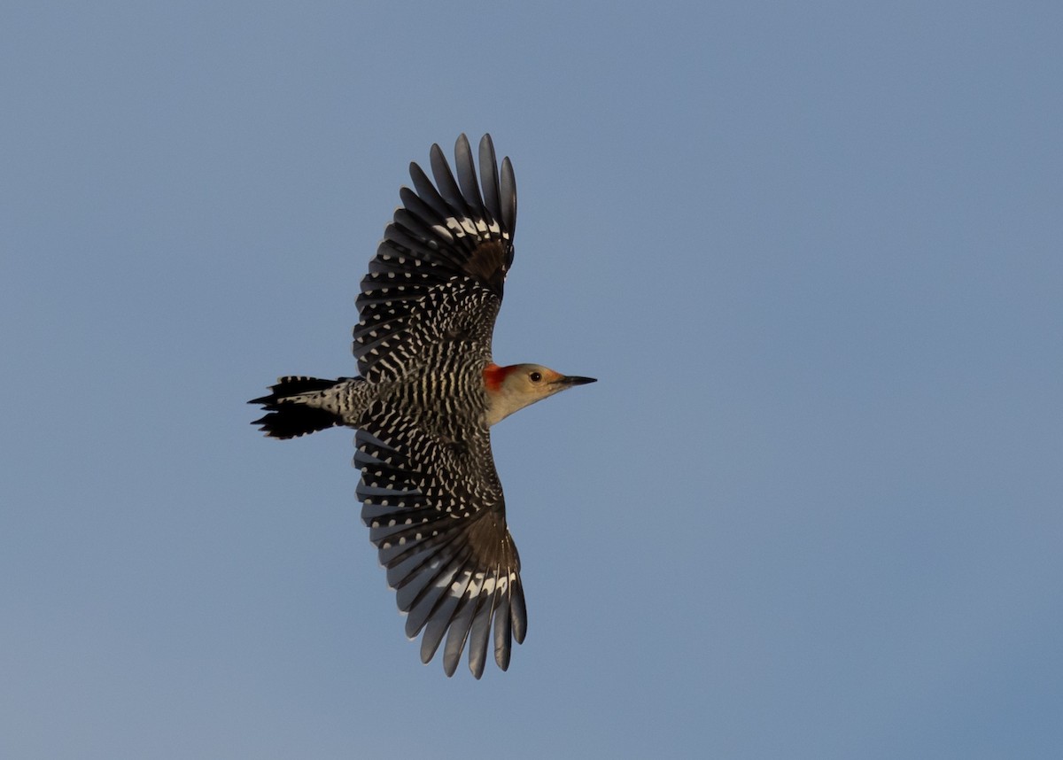Red-bellied Woodpecker - Ross Gallardy