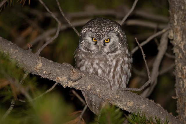 Boreal Owl