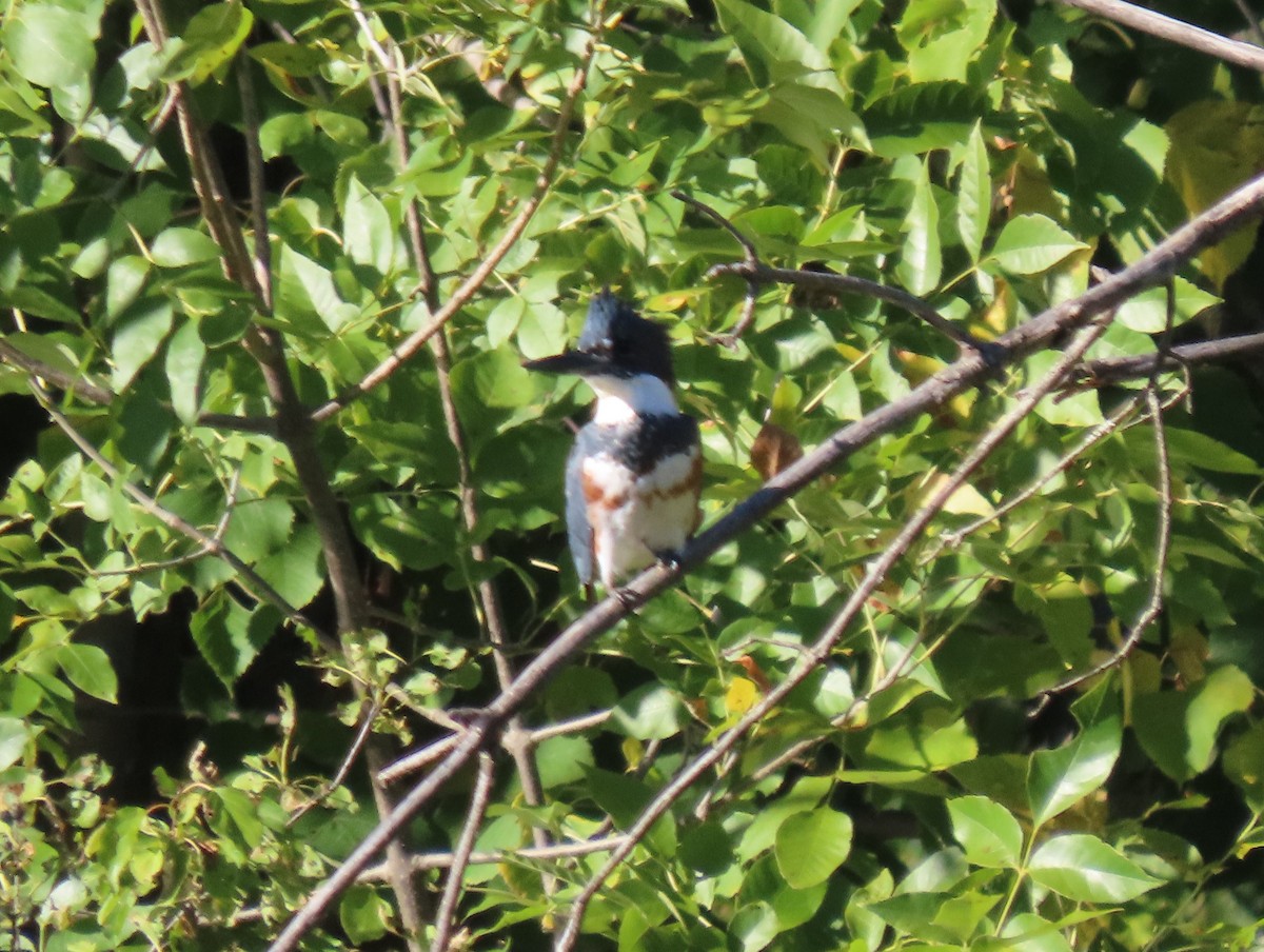 Belted Kingfisher - ML489449441
