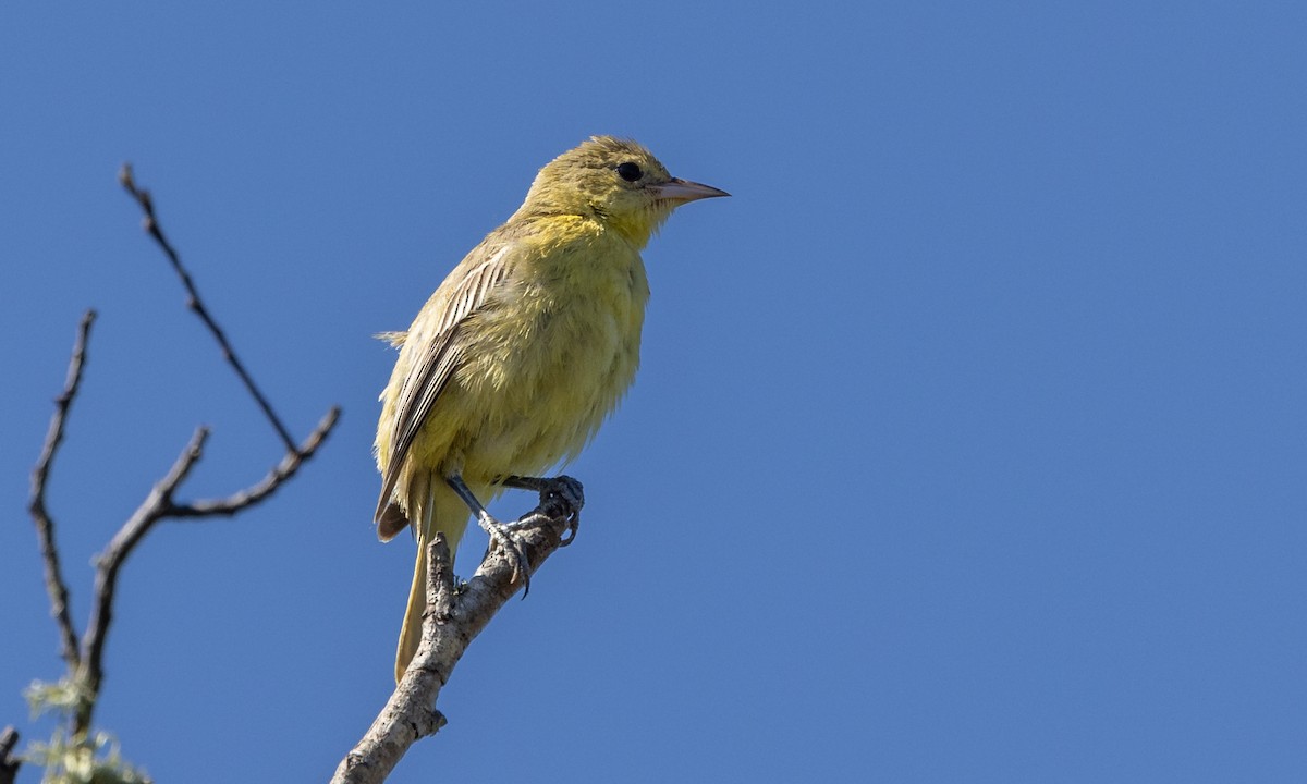 Orchard Oriole - ML489449601