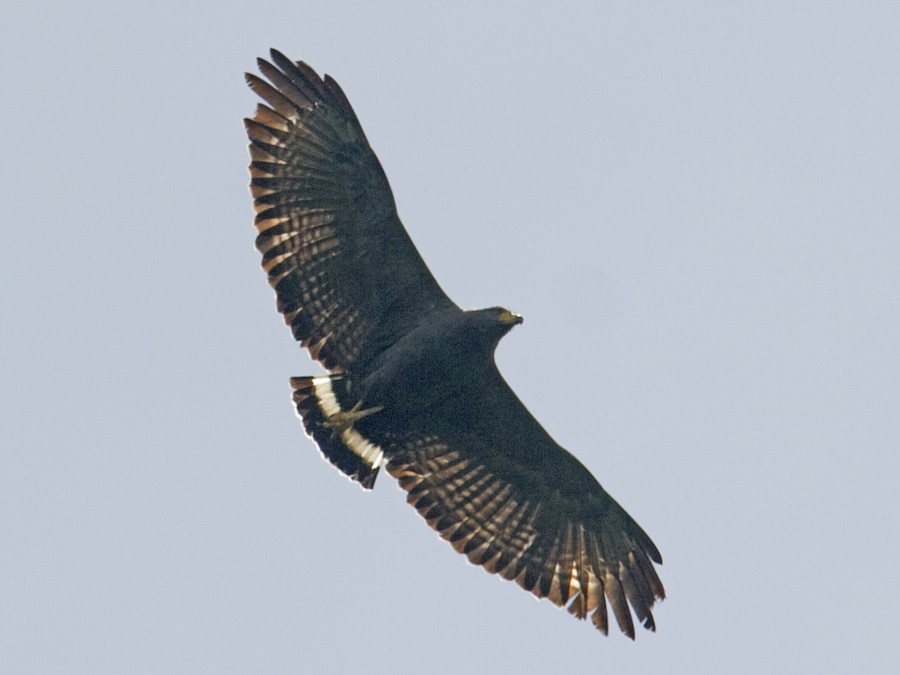 aguila solitaria blanca