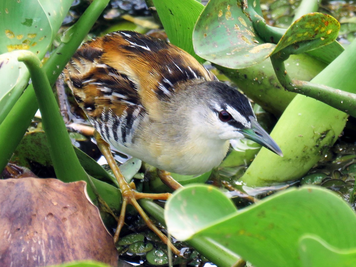 キムネヒメクイナ Ebird