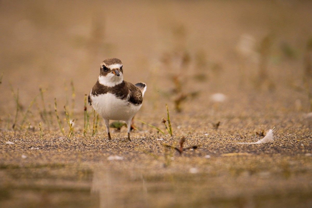 Semipalmated Plover - Jake Hillygus
