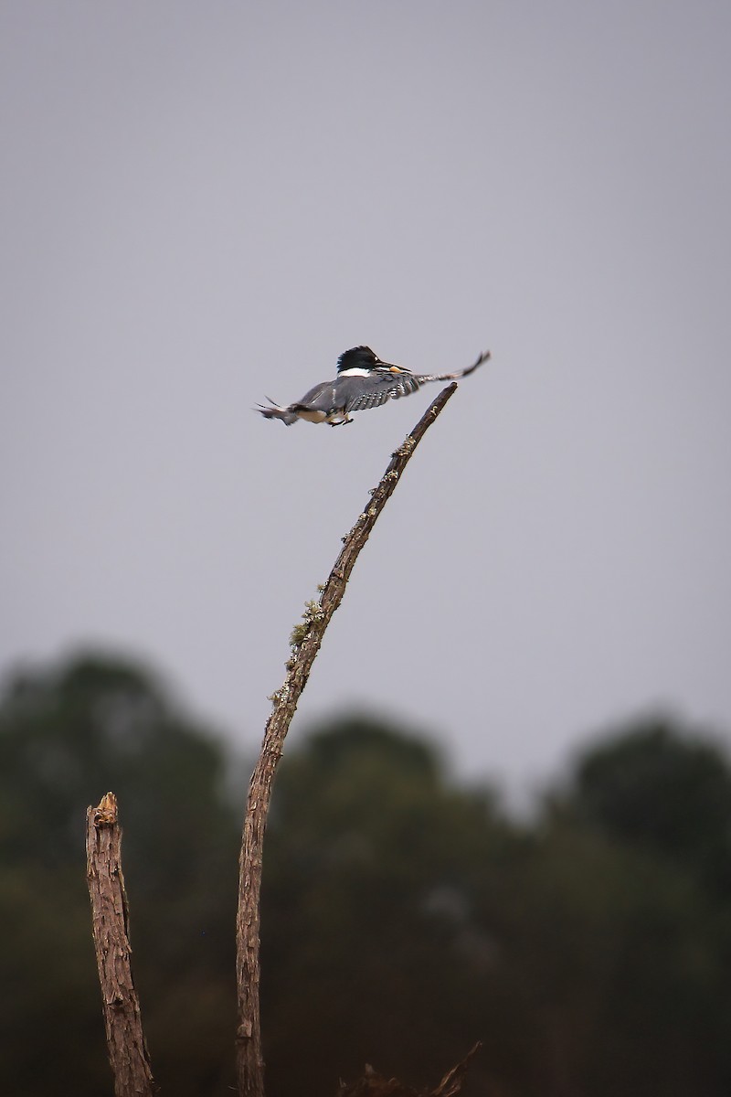 Belted Kingfisher - ML489465651